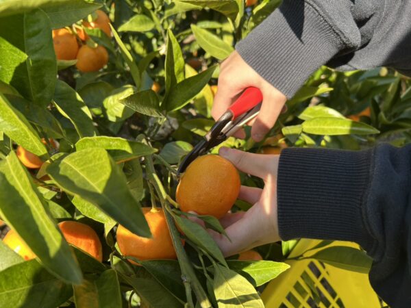 「親子で楽しくみかん狩り」を開催しました♪